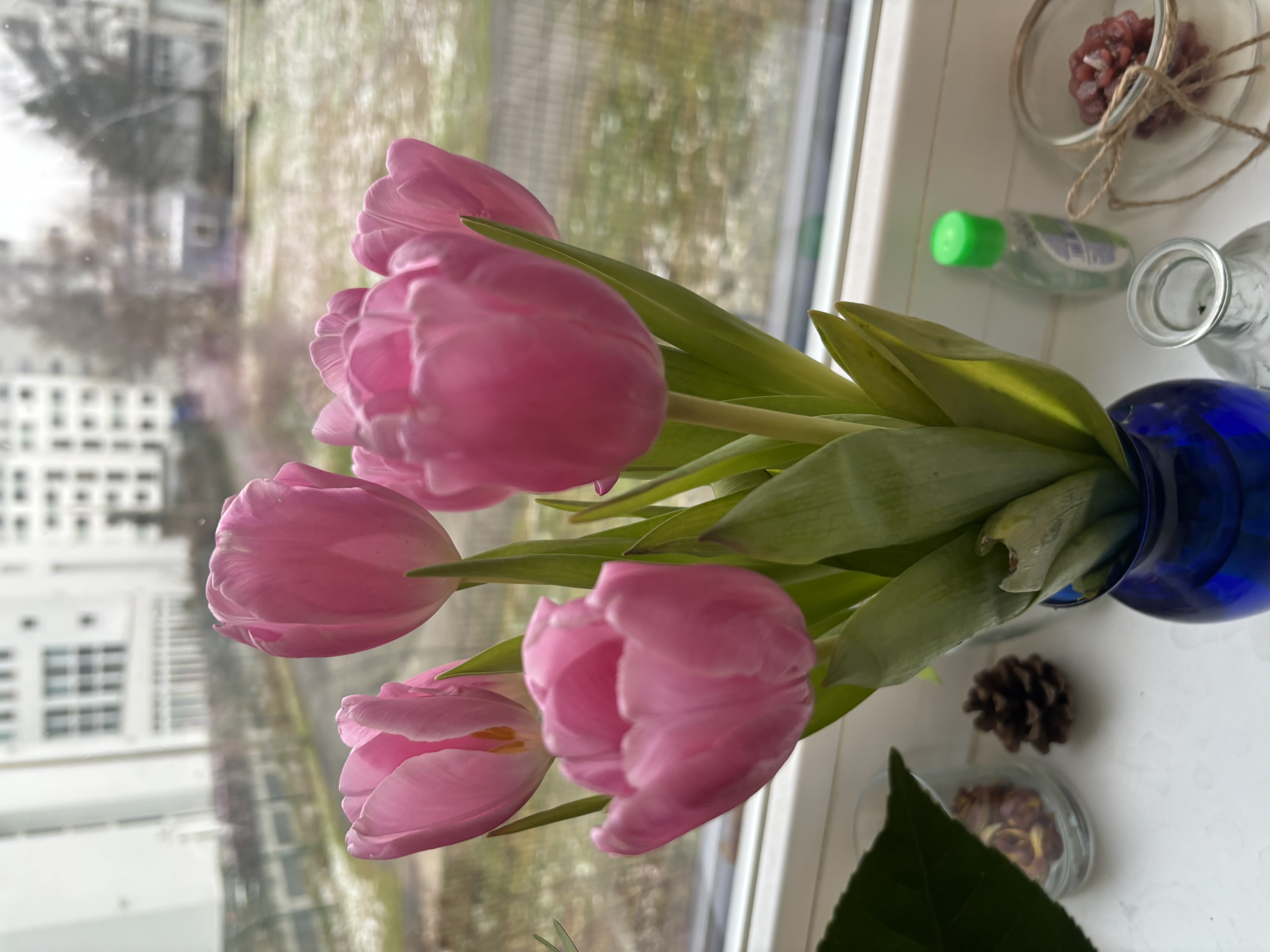 My Tulips